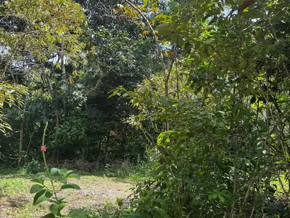 Bosque y camino interno propiedad Ranchería La Pintada Coclé