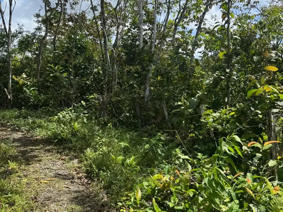 Interior de finca en venta Ranchería Coclé Panamá