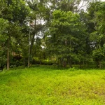 Terreno verde en venta en Panamá Sardina Llano Norte Coclé
