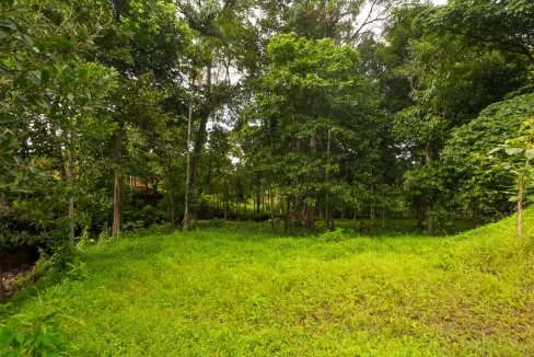 Terreno verde en venta en Panam&aacute; Sardina Llano Norte Cocl&eacute;