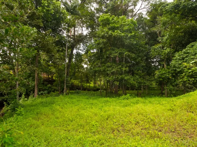 Terreno verde en venta en Panamá Sardina Llano Norte Coclé