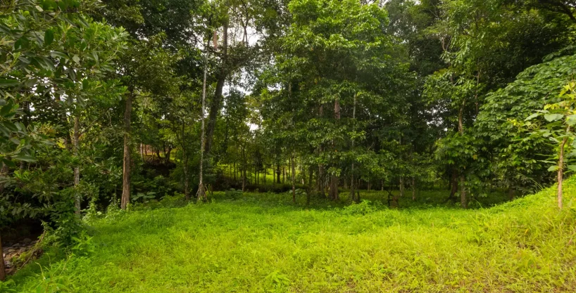 Terreno verde en venta en Panamá Sardina Llano Norte Coclé