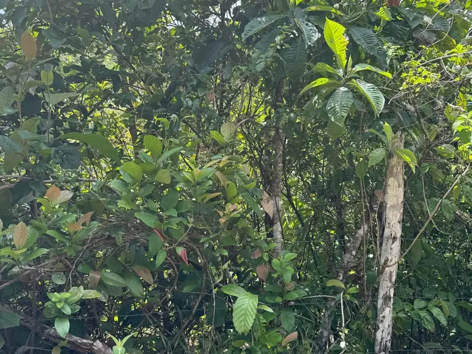 Vegetación y árboles en terreno de 8 hectáreas La Pintada Coclé