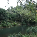 riverfront land for sale in Cocle Cutevilla Panama estate