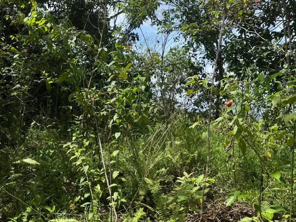 Zona plana para construir en finca Ranchería La Pintada Coclé